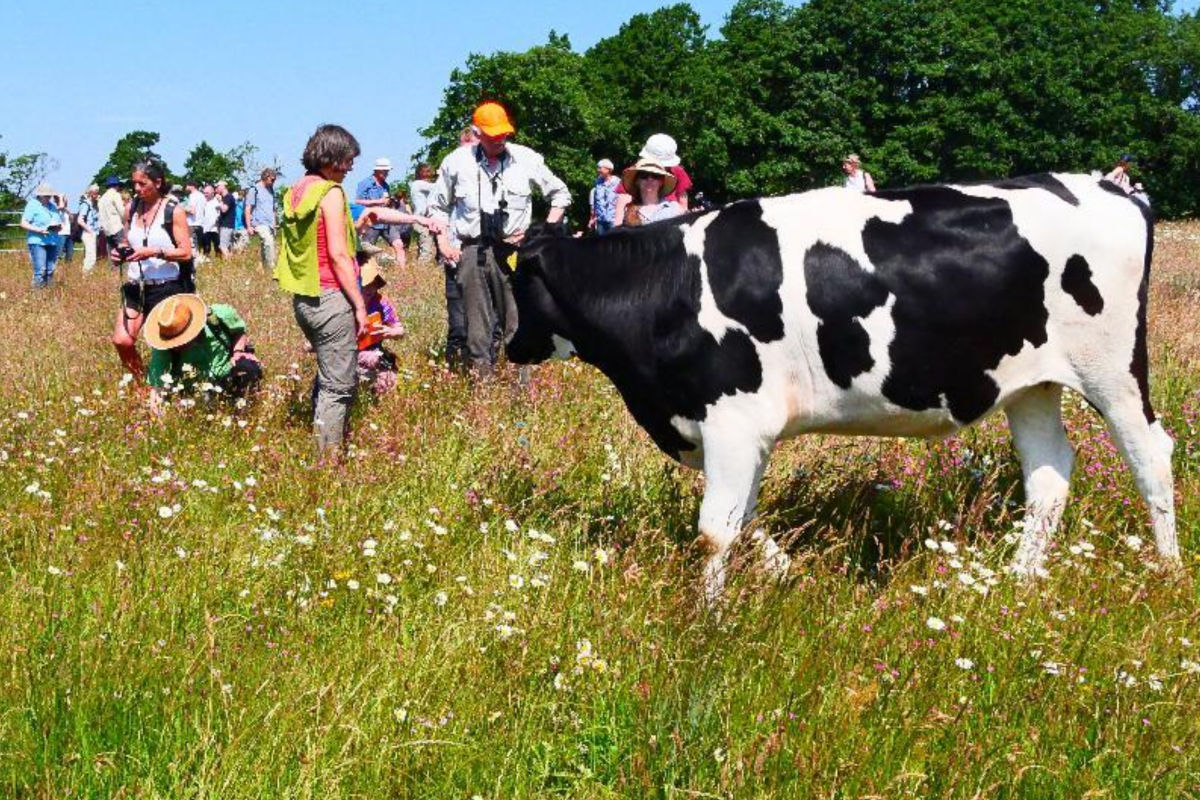 Blütenbunte Weiden durch Regiosaatgut und glückliche Rinder. (Foto: S.Tischew)